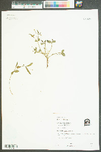 Euphorbia ipecacuanhae image