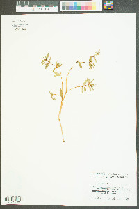 Euphorbia polygonifolia image