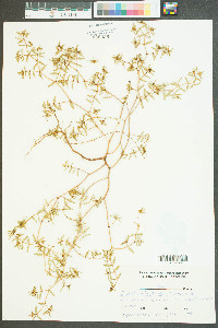 Euphorbia polygonifolia image