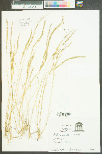 Festuca sciurea image