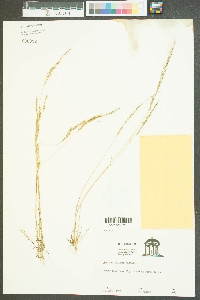 Festuca sciurea image