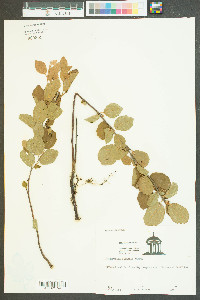 Fothergilla gardenii image