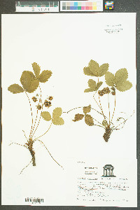 Fragaria virginiana var. virginiana image