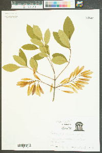 Fraxinus caroliniana image