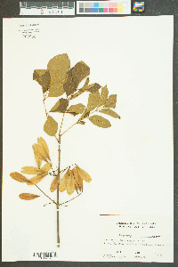 Fraxinus caroliniana image