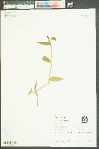 Commelina diffusa image