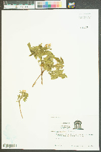 Cnidoscolus urens var. stimulosus image