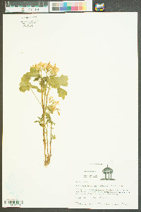 Cnidoscolus urens var. stimulosus image