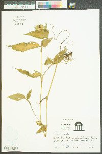 Commelina communis image