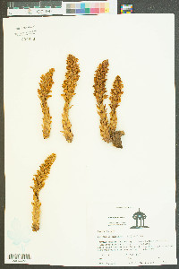 Conopholis americana image