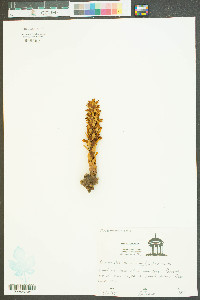 Conopholis americana image