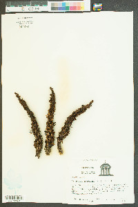 Conopholis americana image