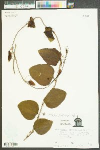 Nephroia carolina image