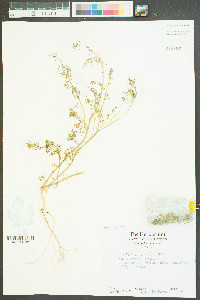 Lepidium didymum image