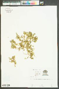 Lepidium didymum image