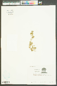 Lepidium didymum image