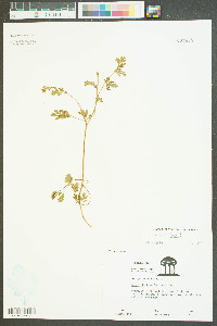 Corydalis flavula image