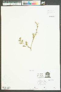 Corydalis flavula image