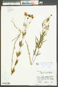 Coreopsis major image