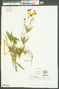 Coreopsis major image