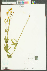 Coreopsis major image