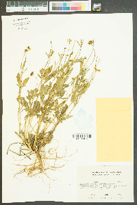 Coreopsis basalis image