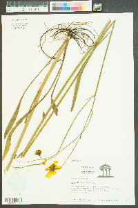 Coreopsis lanceolata image