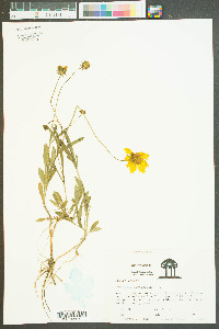 Coreopsis lanceolata image