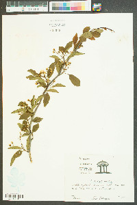 Crataegus viridis image