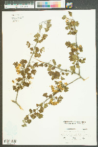 Crataegus marshallii image