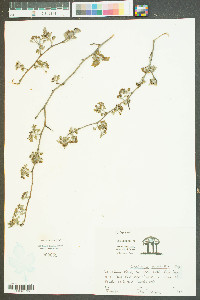 Crataegus marshallii image