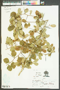 Crataegus uniflora image