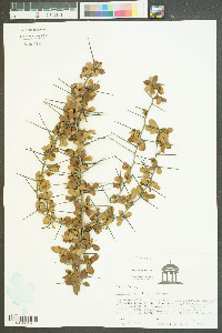 Crataegus uniflora image