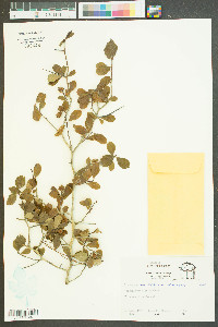 Crataegus uniflora image