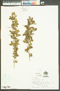 Crataegus uniflora image