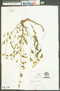 Crotalaria rotundifolia image