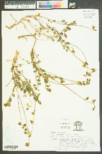 Crotalaria rotundifolia image