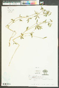 Crotalaria intermedia image