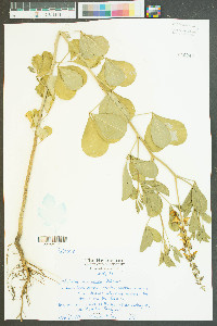Crotalaria pallida var. obovata image