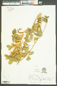 Crotalaria pallida var. obovata image