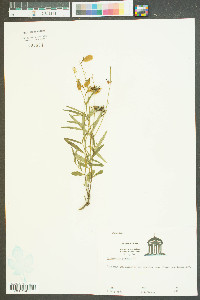 Crotalaria purshii image