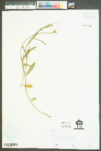 Crotalaria purshii image