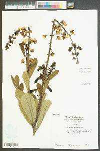 Crotalaria spectabilis image