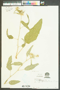 Croton capitatus image