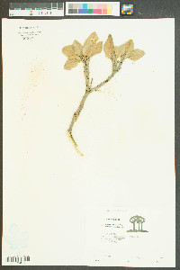 Croton punctatus image