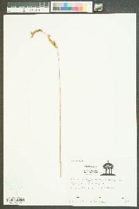 Ctenium aromaticum image