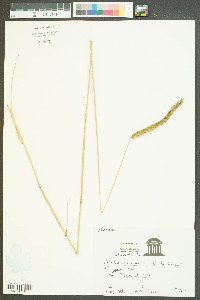 Ctenium aromaticum image