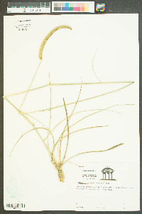 Ctenium aromaticum image