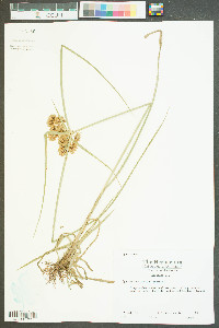 Cyperus acuminatus image