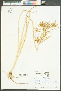 Cyperus filicinus image